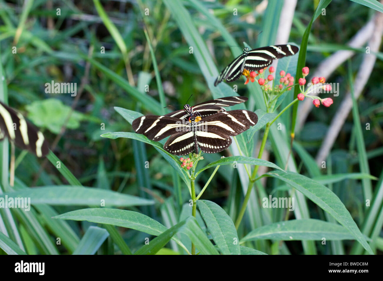 Siproeta stelenes Butterfly on Leaves Stock Photo