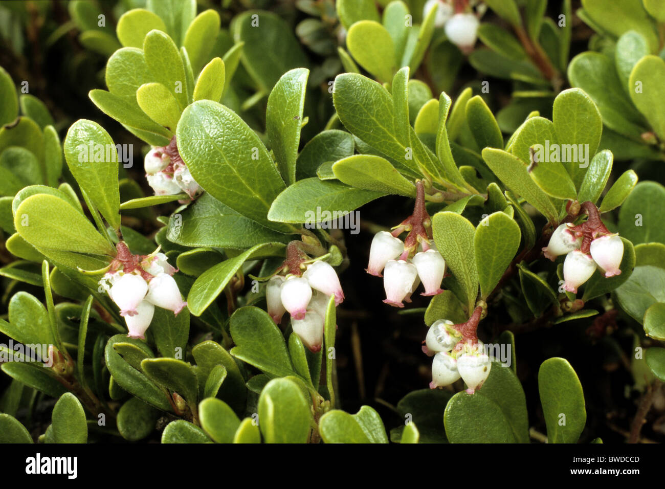 Bearberry, Mountain Craneberry (Arctostaphylos uva-ursi), flowering. Stock Photo