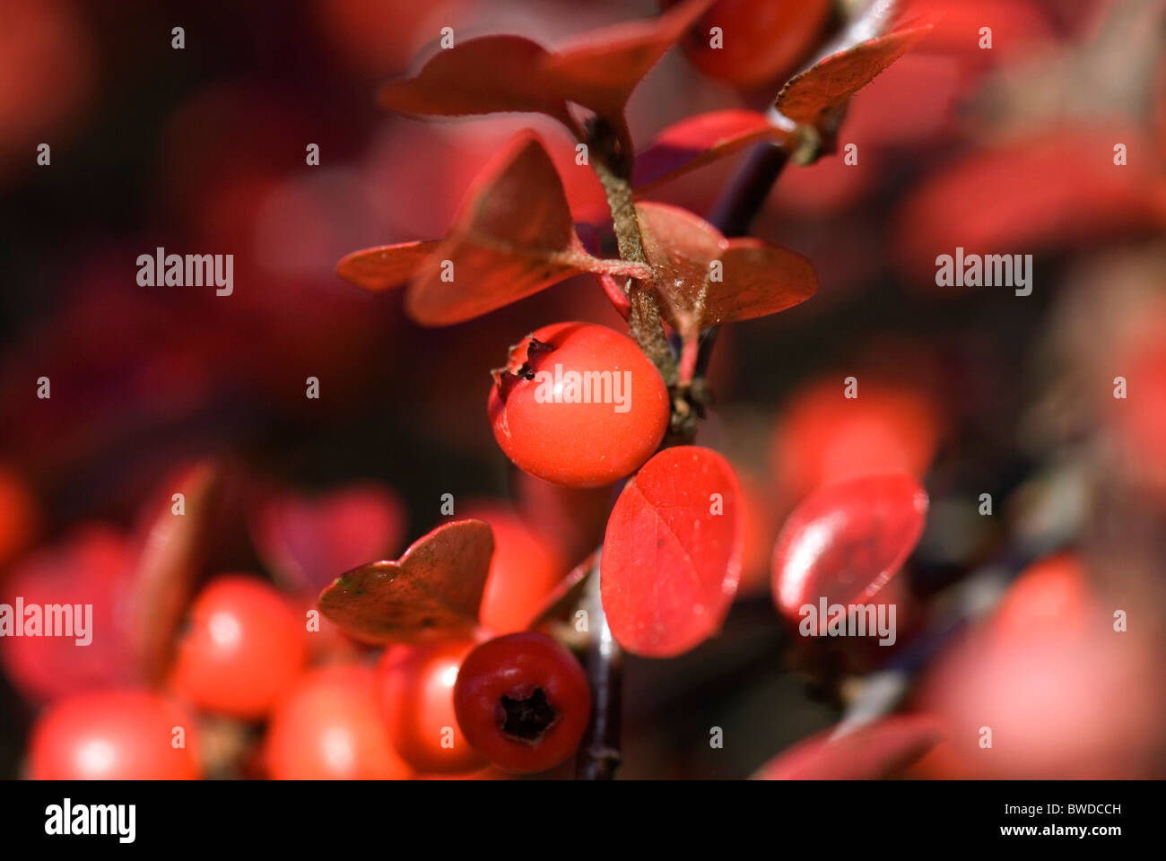 Cotoneaster Stock Photo