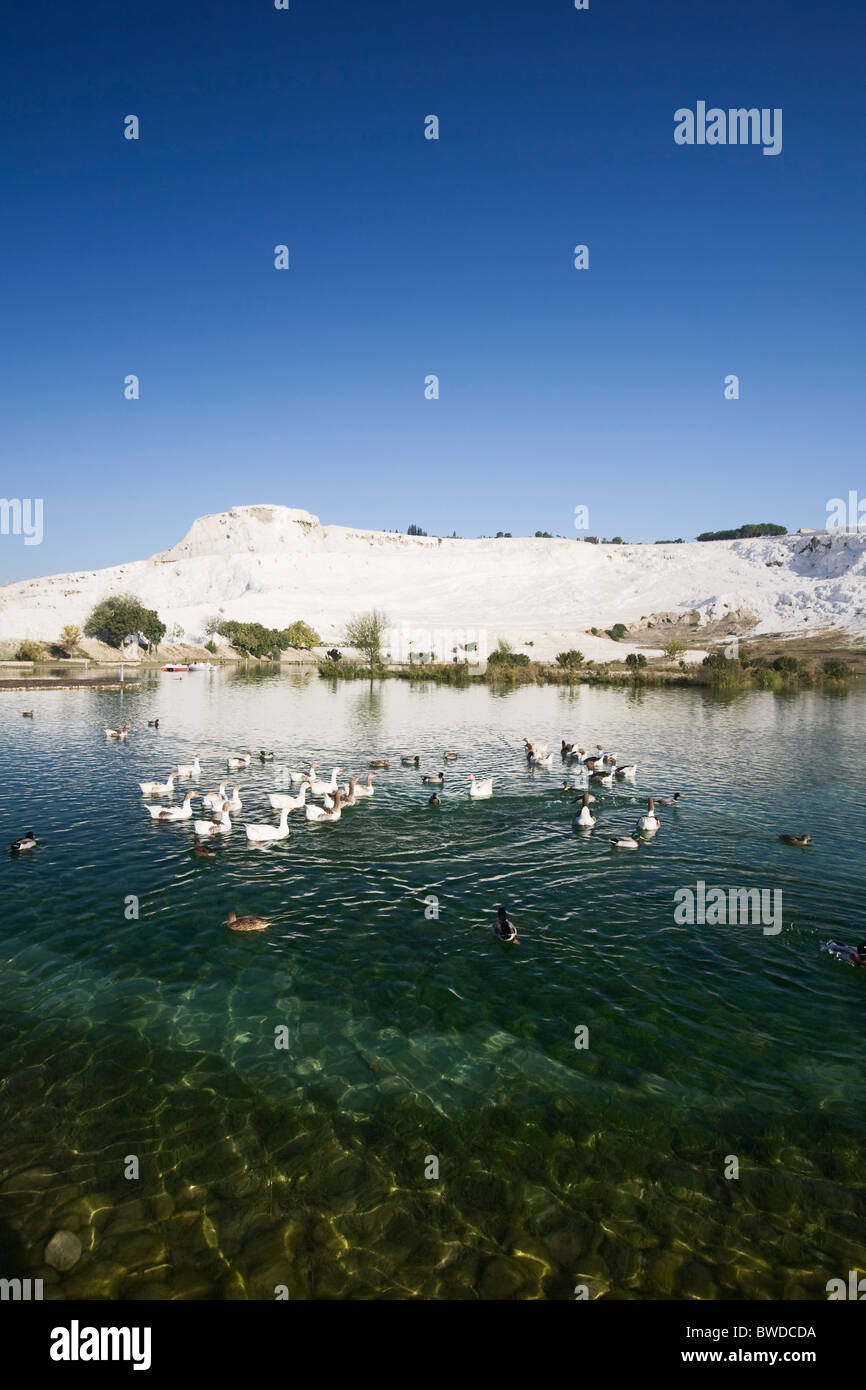 Geese and ducks on the lake, calcified limestone terraces on background, Pamukkale, Turkey, polarizing filter applied Stock Photo