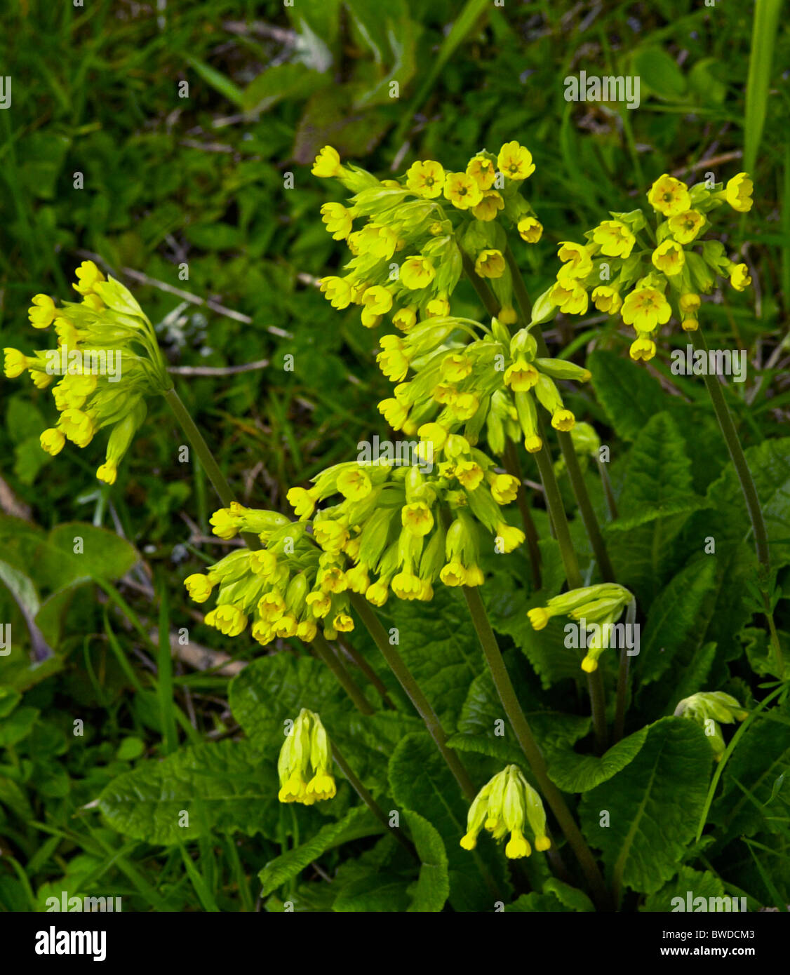 Primula veris (Cowslip; syn. Primula officinalis Hill) is a flowering plant in the genus Primula. Stock Photo