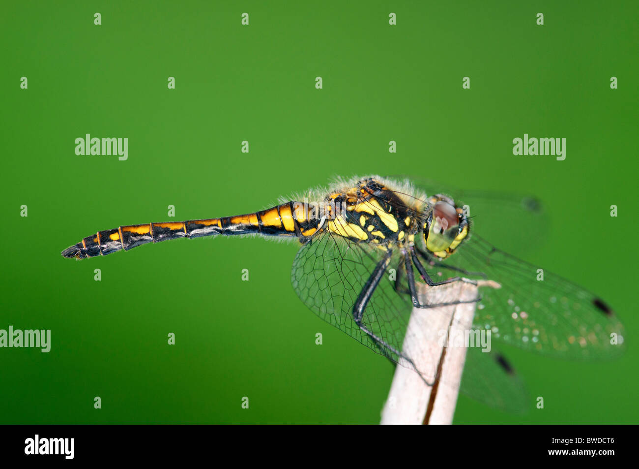 Black Darter Sympetrum danae dragonfly resting Stock Photo