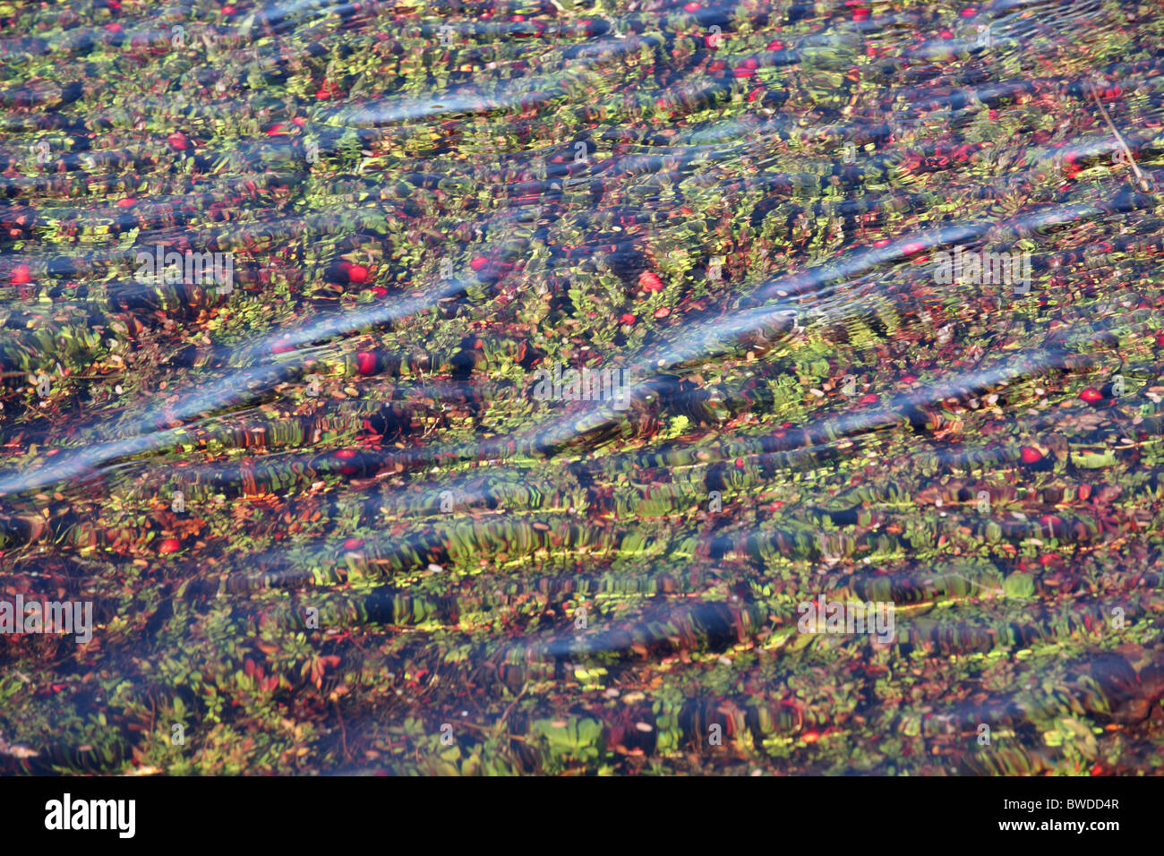 Cranberries growing in a bog usa hires stock photography and images