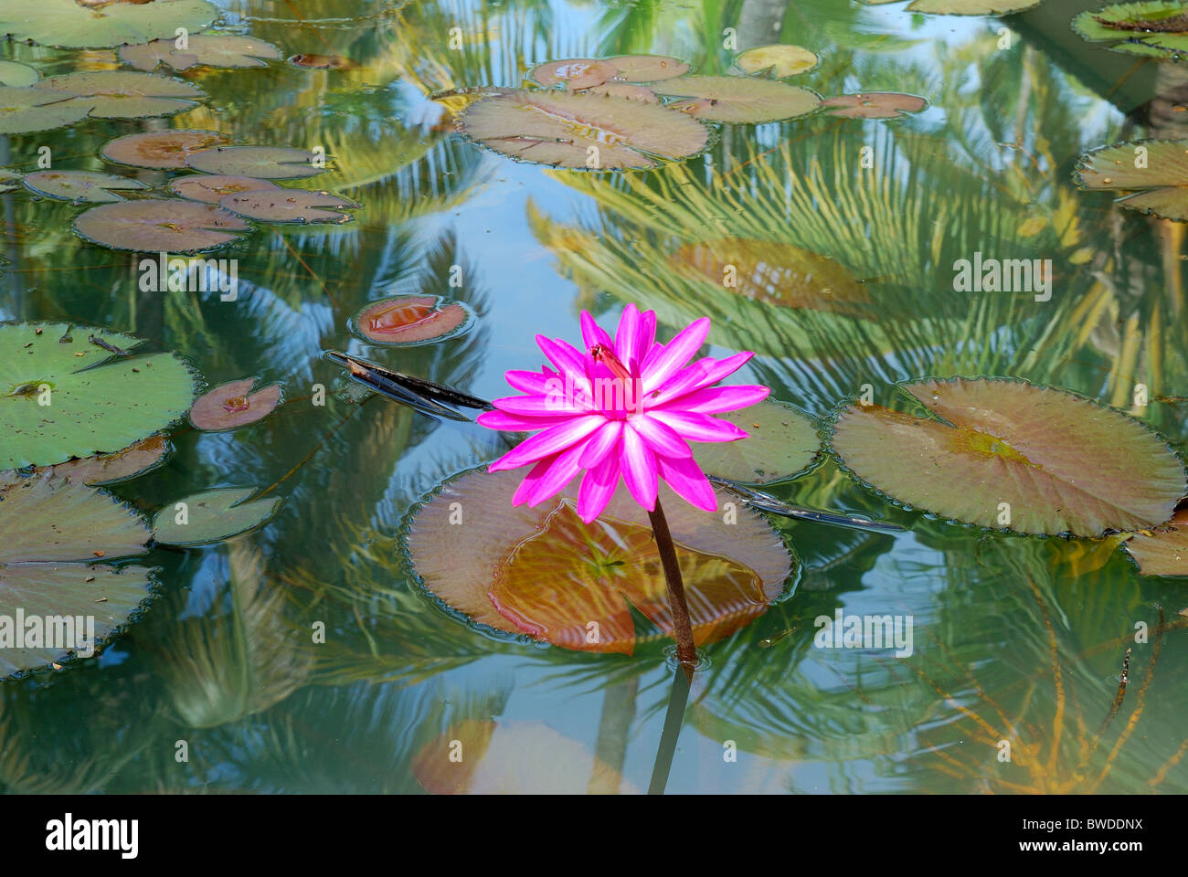 Pink lotus flower in a pond Stock Photo Alamy