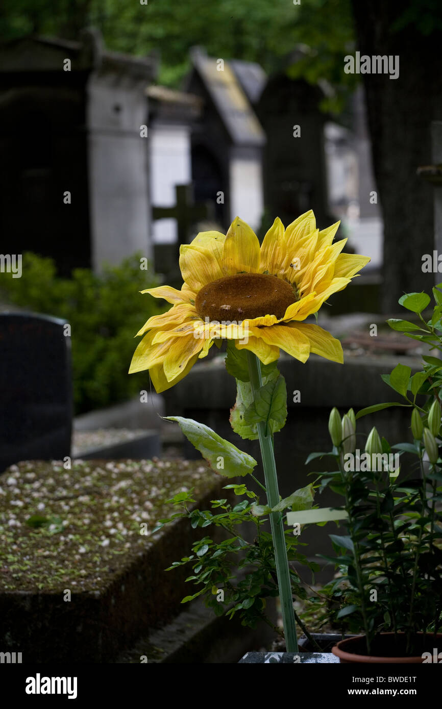 sunflower in cimetière de montmartre Stock Photo