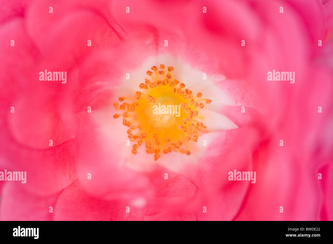 A single pink Rose flower head close-up Stock Photo