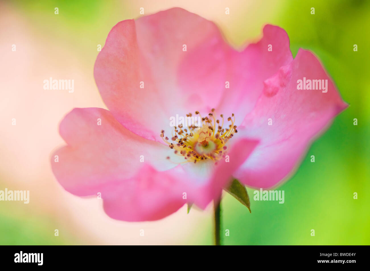 A single pink Rose Flowerhead Stock Photo