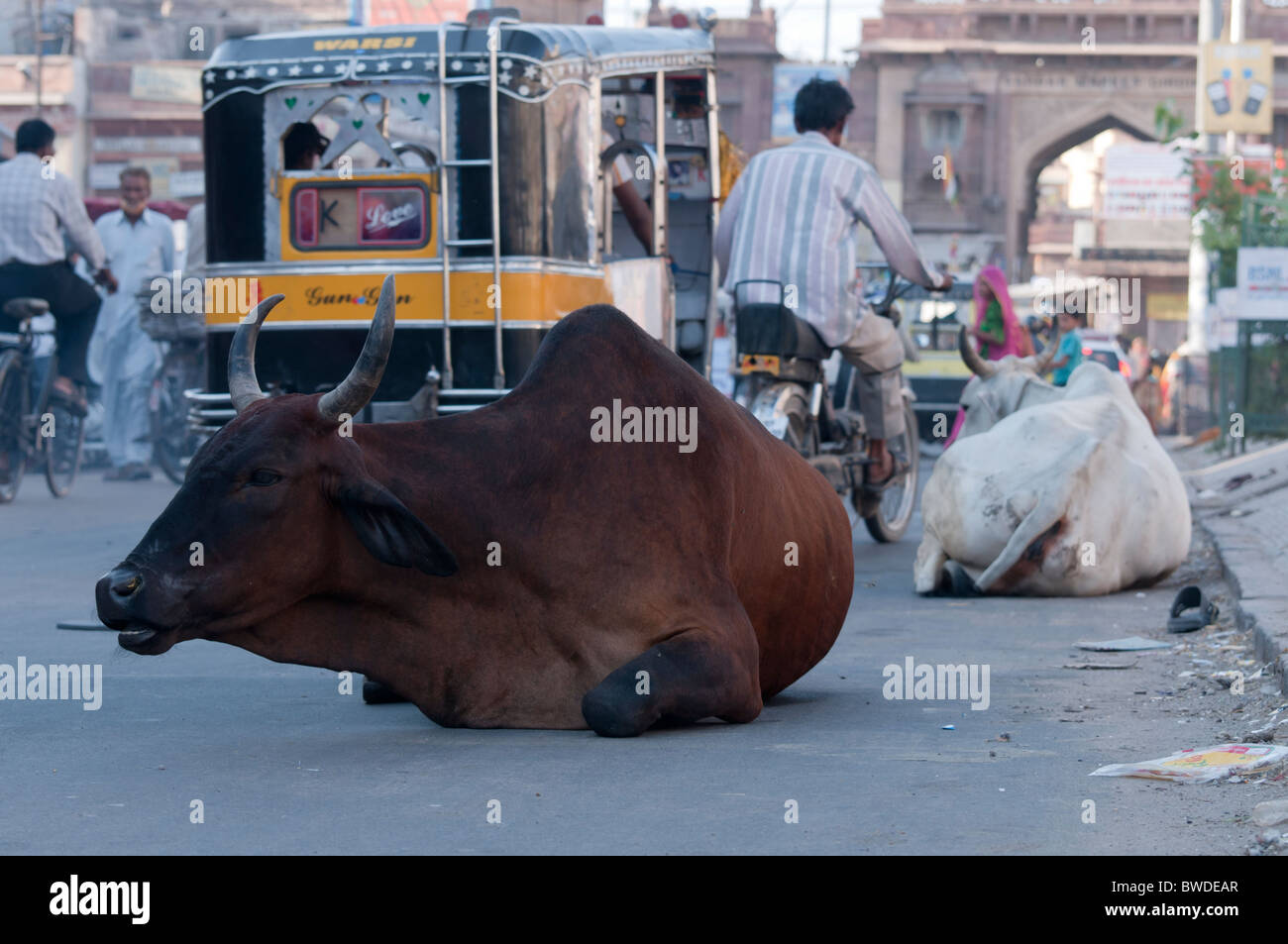 Sitting Cows High Resolution Stock Photography and Images - Alamy