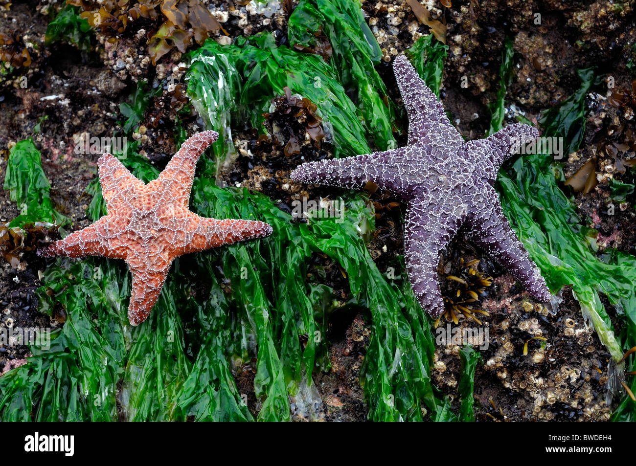 purple and orange starfish beached stranded out of water on green seaweed cover covered rocks pacific northwest oregon usa Stock Photo