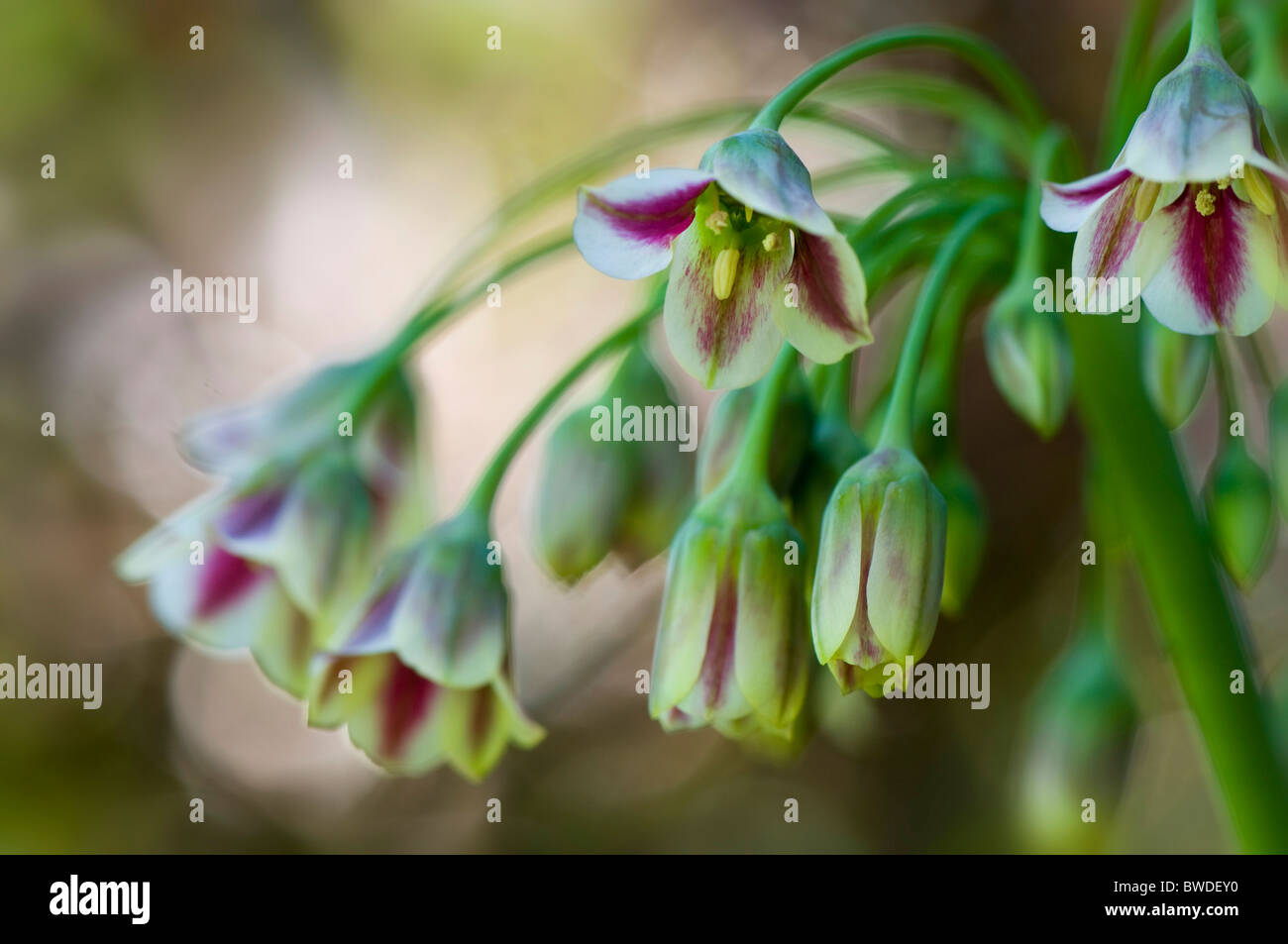 Allium bulgaricum Nectaroscordum sicillum - Sicilian Honey garlic flowers Stock Photo