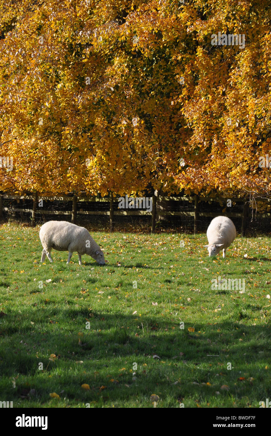 a pair of sheep grazing in the beautiful english autumn sunshine 2010 Stock Photo