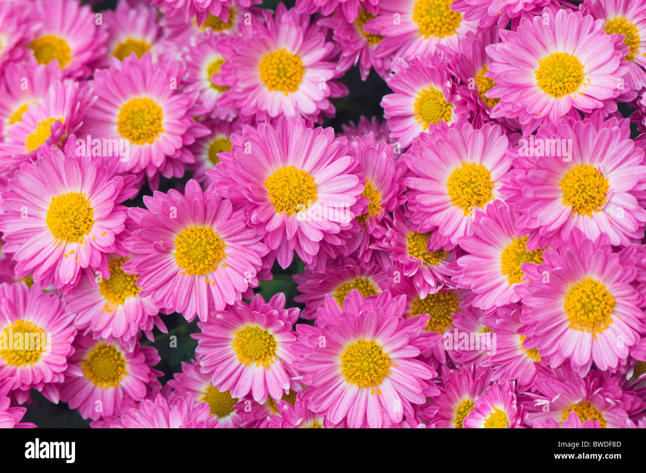 Small pink Chrysanthemum flowers Stock Photo