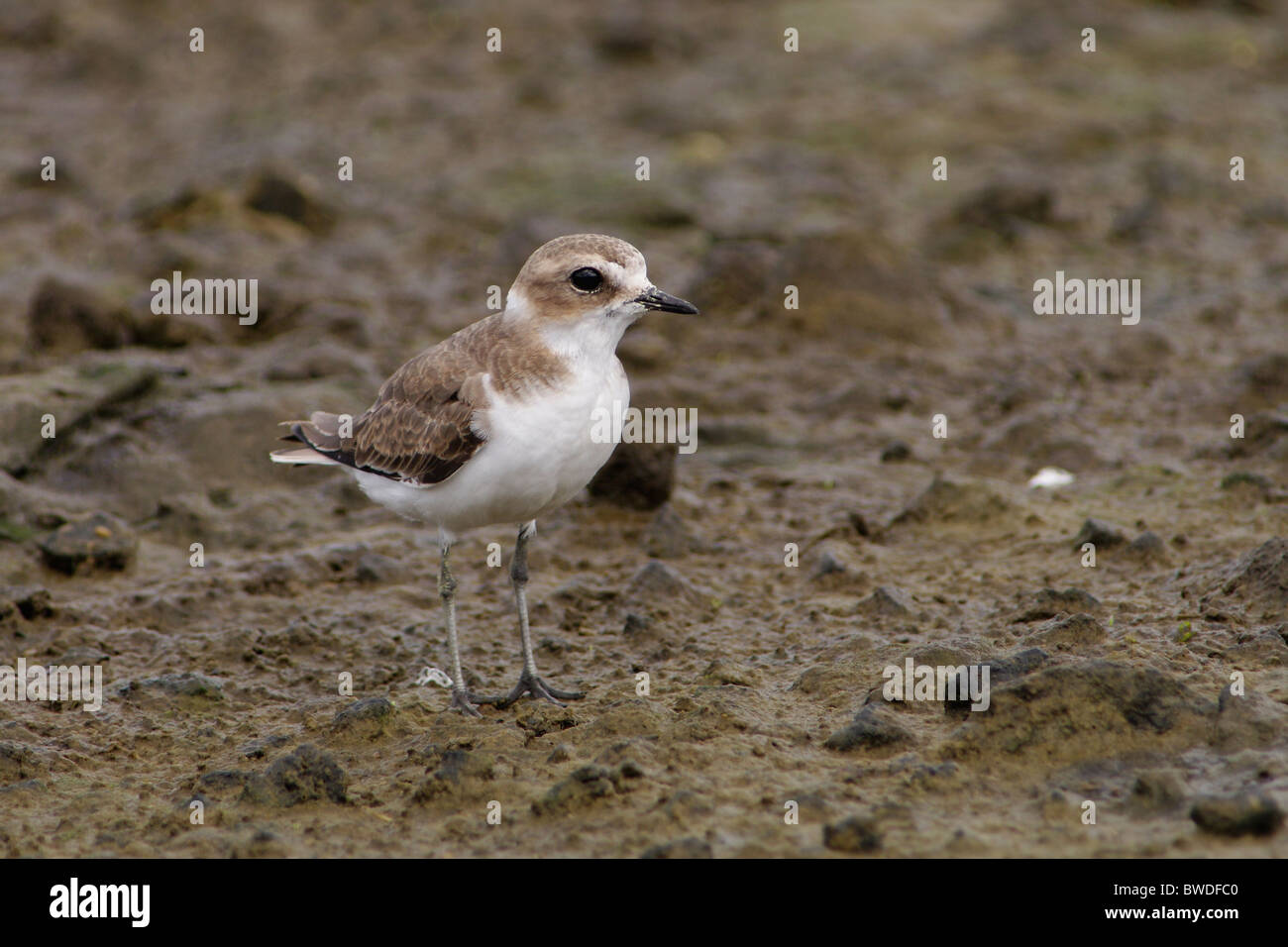 Kentish Plover or Snowy Plover alone looking for food Stock Photo