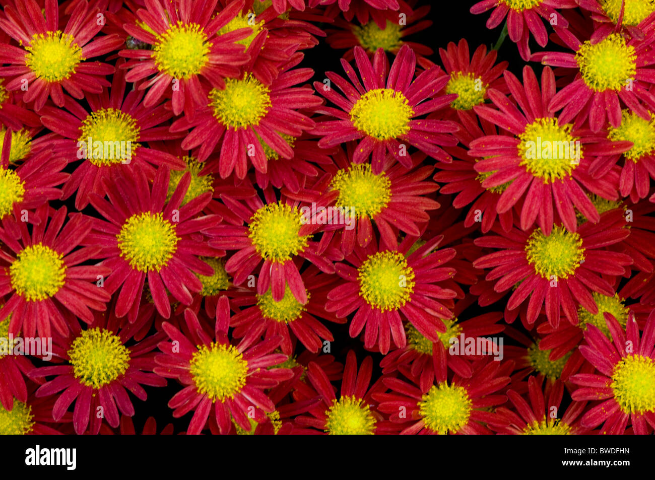 Small red Chrysanthemum flowers Stock Photo