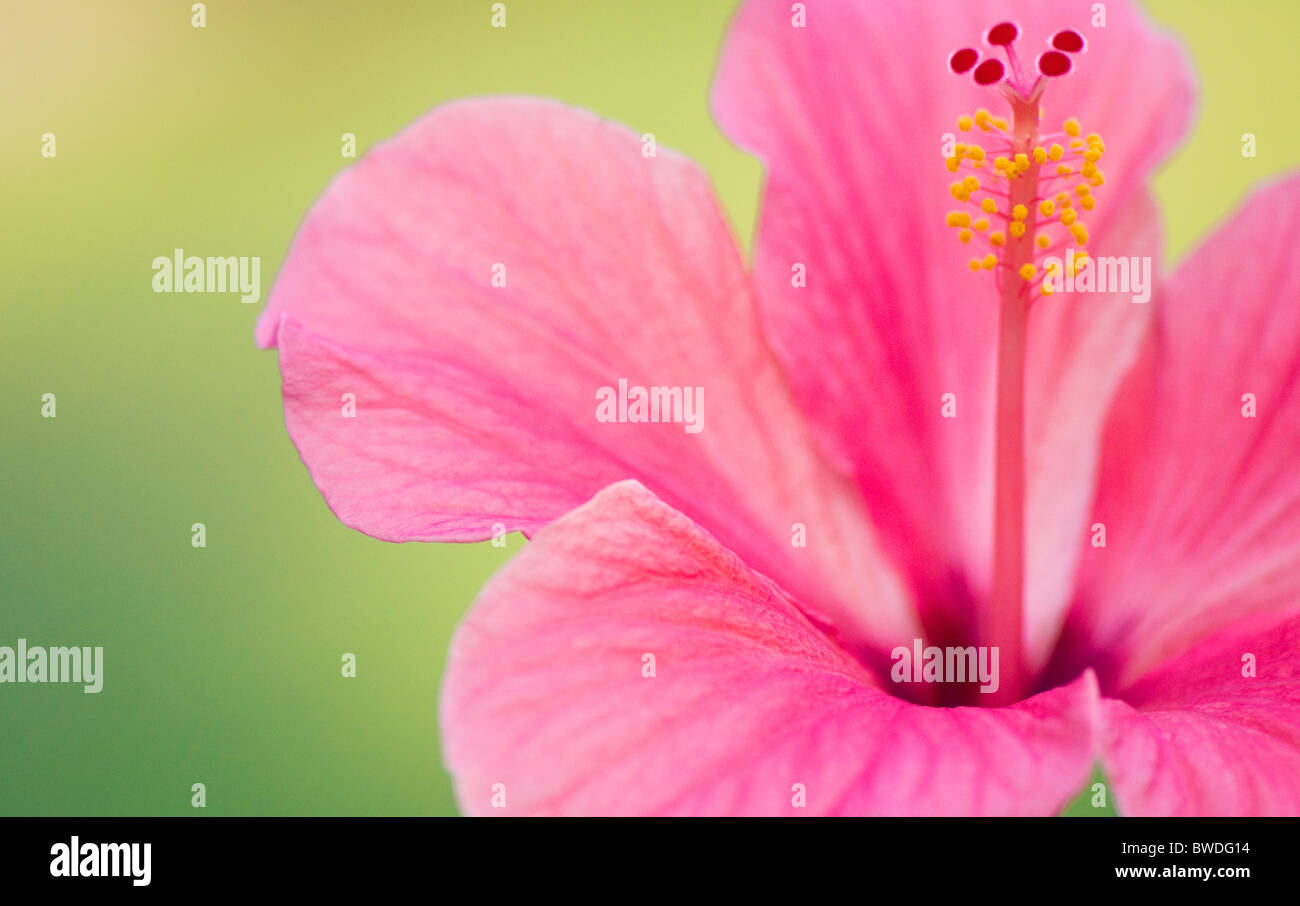 A close-up image of single pink Hibiscus Flower - rosa-sinensis Stock Photo