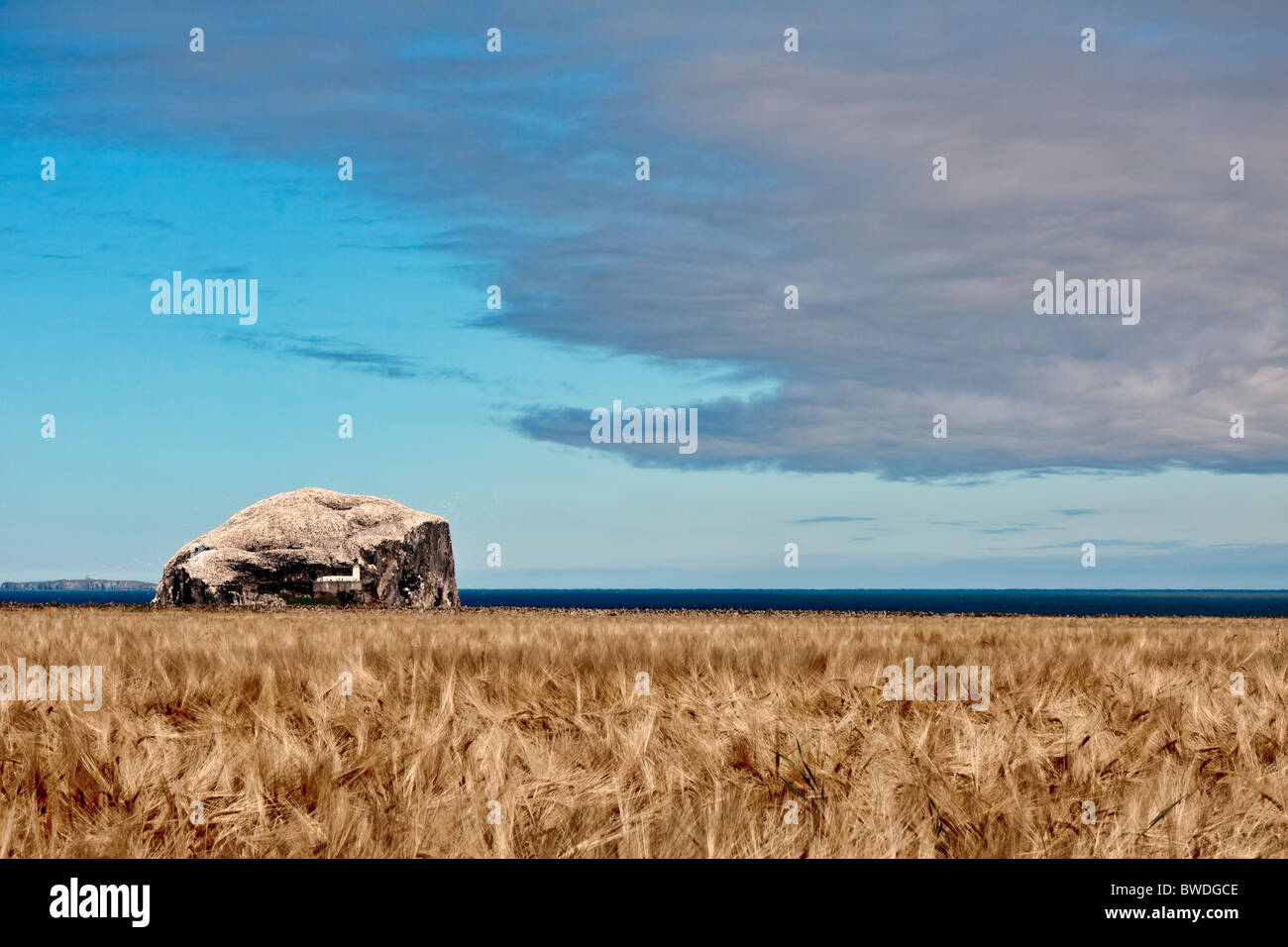 Sea bass uk waters hires stock photography and images Alamy
