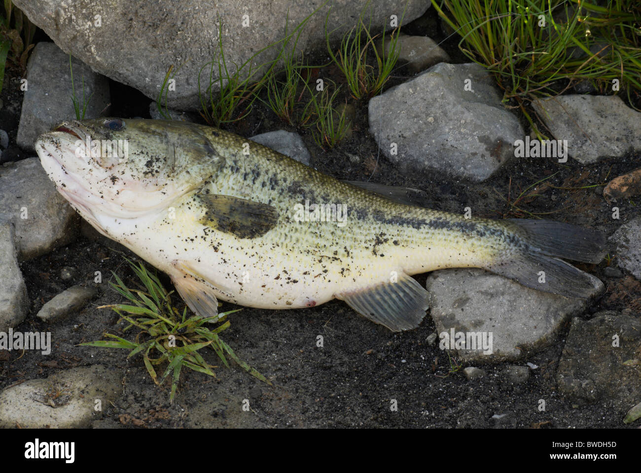 Micropterus salmoides (Largemouth bass) caught by a fisherman in a lake Stock Photo