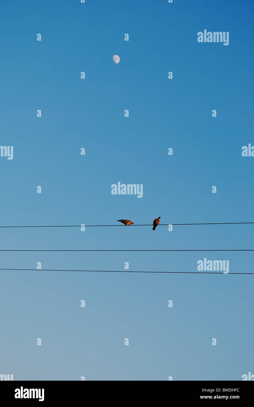 Birds on a wire Stock Photo Alamy