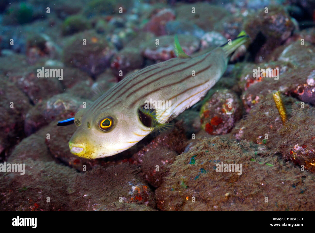 Puffer Fish Arothron manilensis,  Tetraodontidae, Tulamben, Bali, Indonesia, Asia, Indo-pacific Ocean Stock Photo