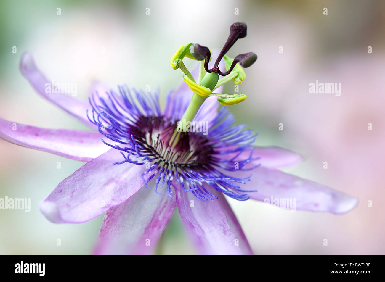A single Passion Flower head - Passiflora 'Lavender Lady' Stock Photo