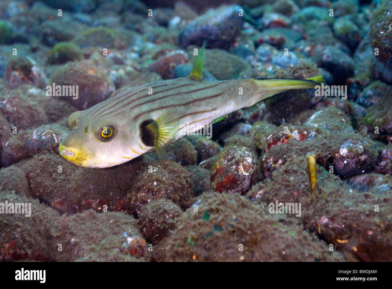 Puffer Fish Arothron manilensis Tetraodontidae, Tulamben, Bali, Indonesia, Asia horizontal Roberto Nistri reef fishes under Stock Photo