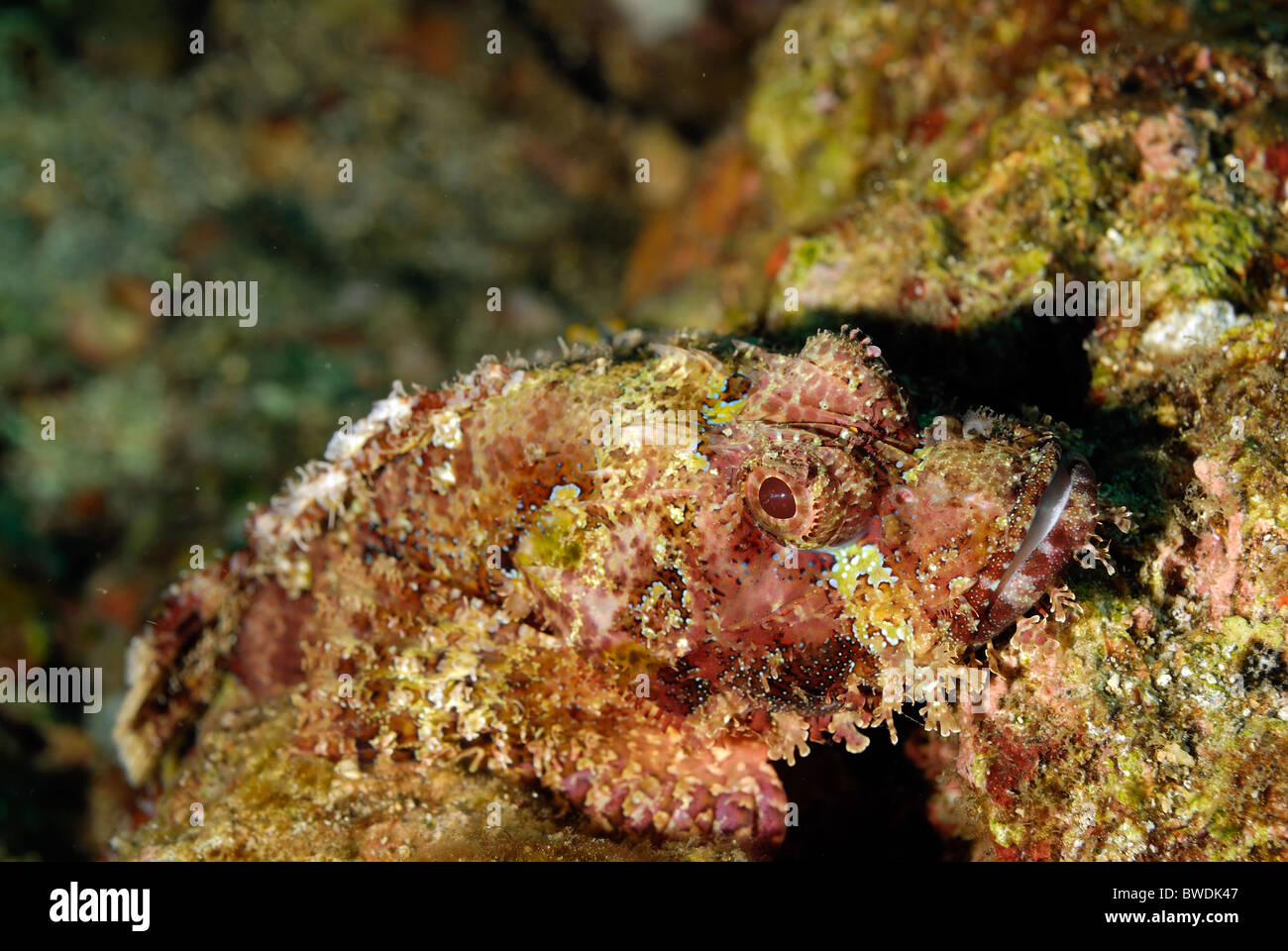 Flat Head Scorpion Fish Scorpaenopsis oxycephalus, Scorpenidae, Tulamben Bali, Indonesia, Asia Stock Photo