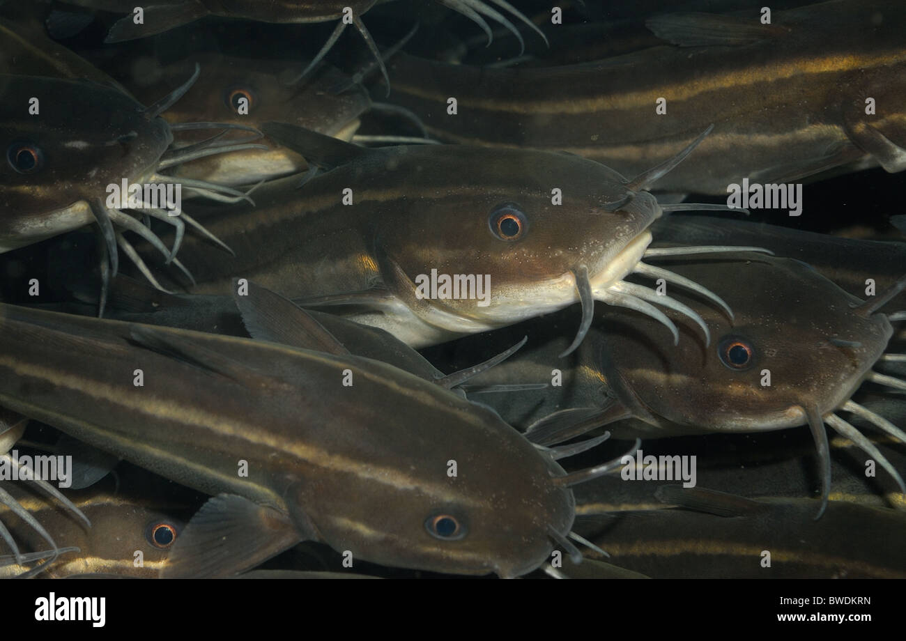 Eeltail Catfish  Plotosus lineatus, Segret Bay, Gilimanuk,  Bali, Indonesia, Asia, Indo-pacific Ocean Stock Photo