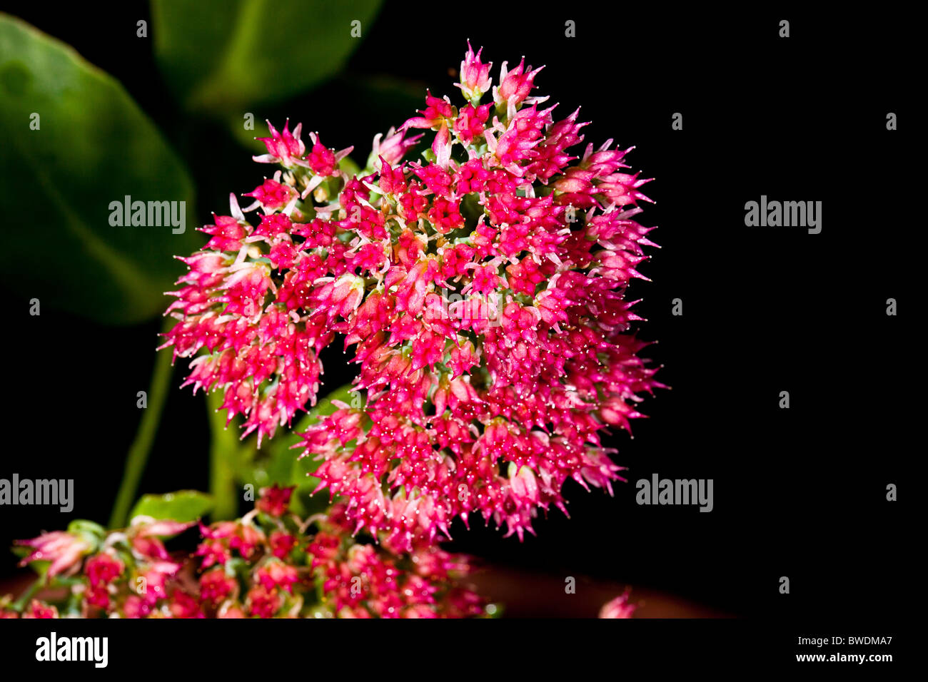 Red Carpet Sedum High Resolution Stock Photography And Images Alamy