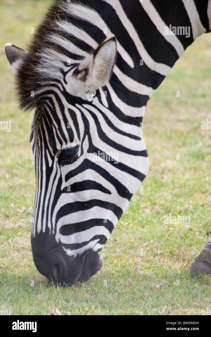 Close up on Head of Grazing Zebra, Yorkshire Wildlife Park, England