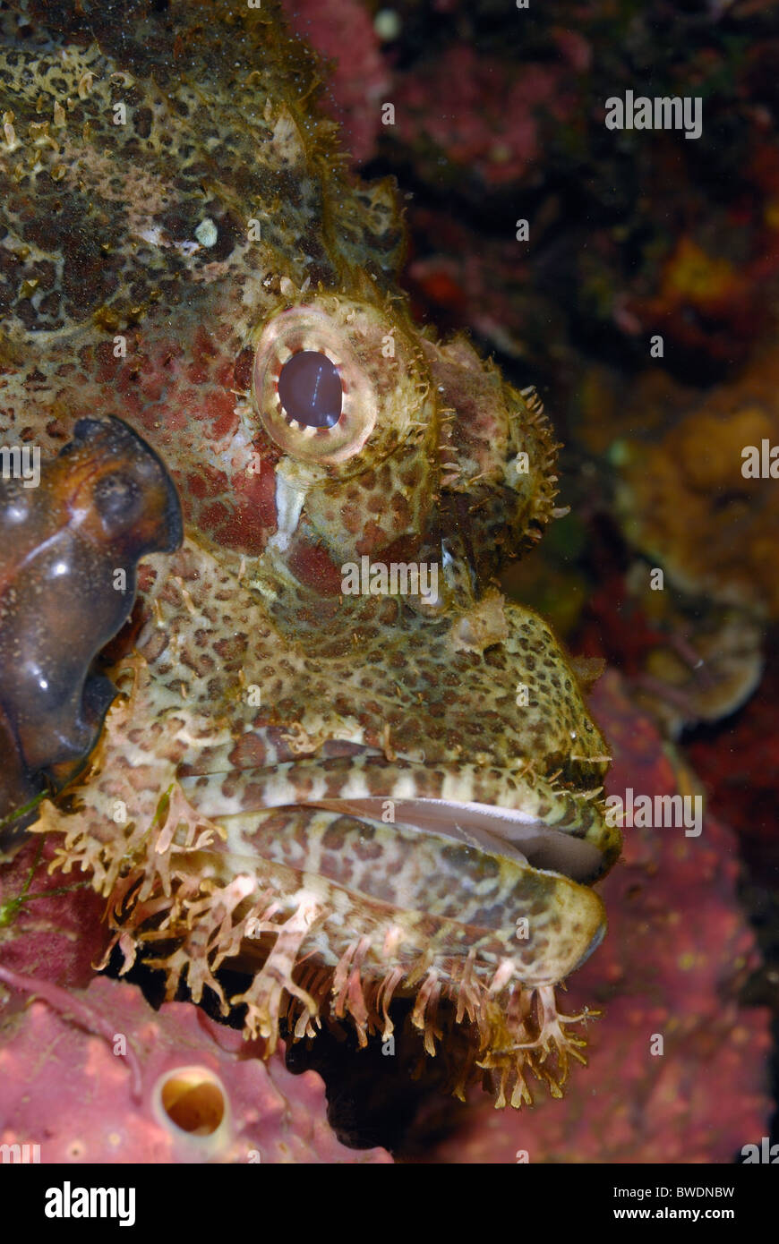 Flat Head Scorpion Fish Scorpaenopsis oxycephalus, Scorpenidae, Tulamben Bali, Indonesia, Asia Stock Photo