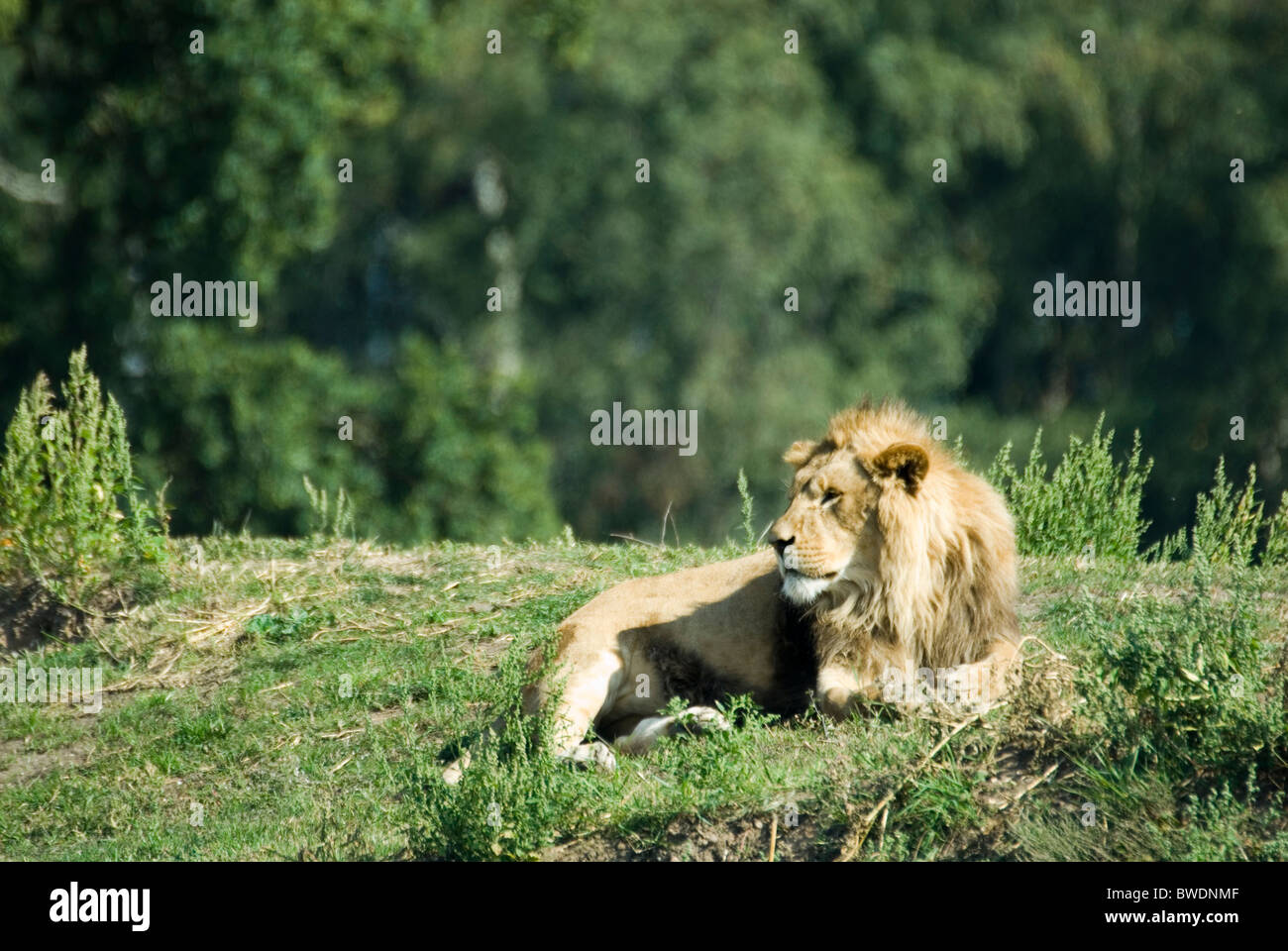African lion at yorkshire wildlife park hi-res stock photography and ...