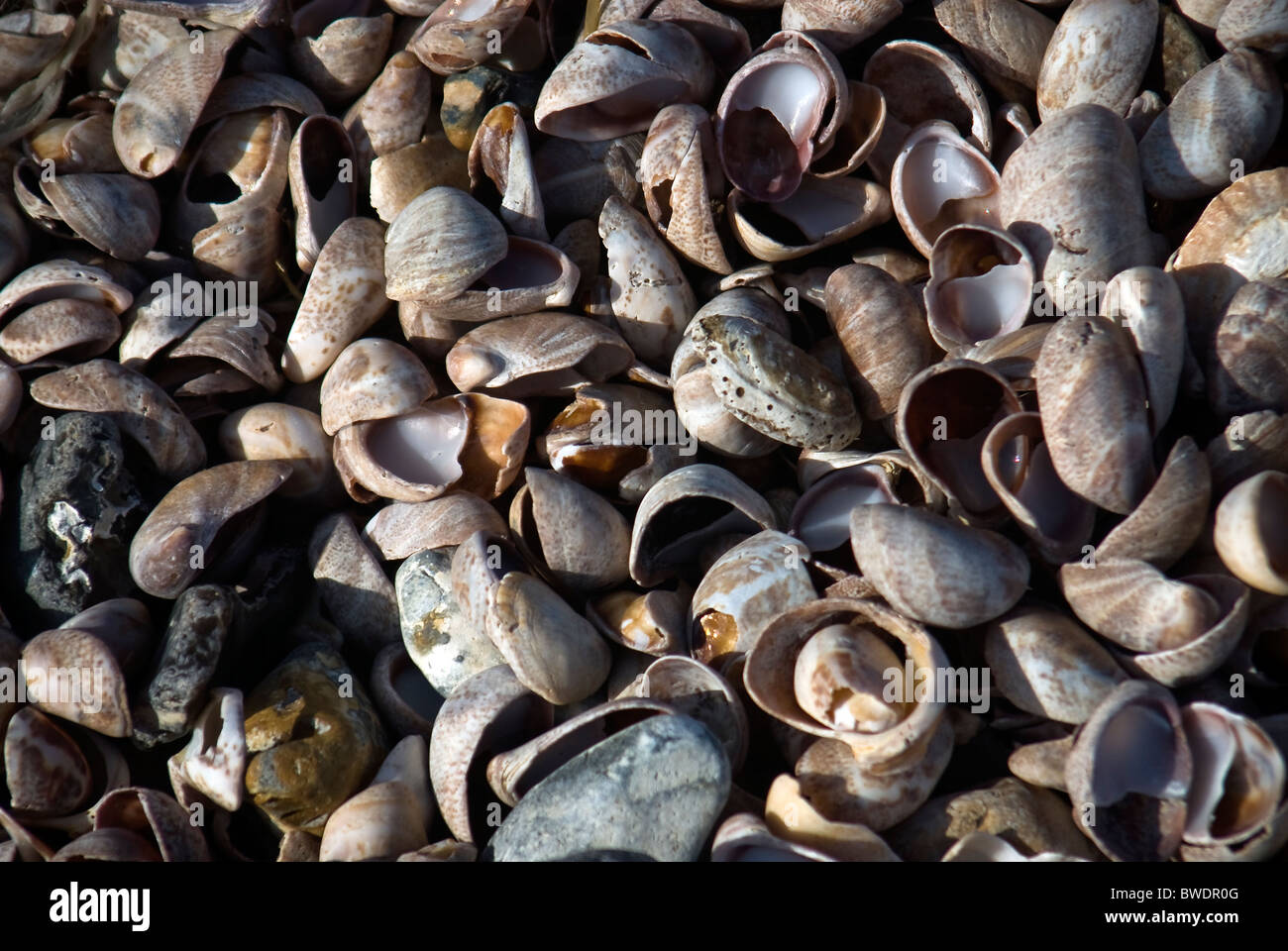 Large number of slipper limpet shells on Pagham Beach, West Sussex, UK Stock Photo