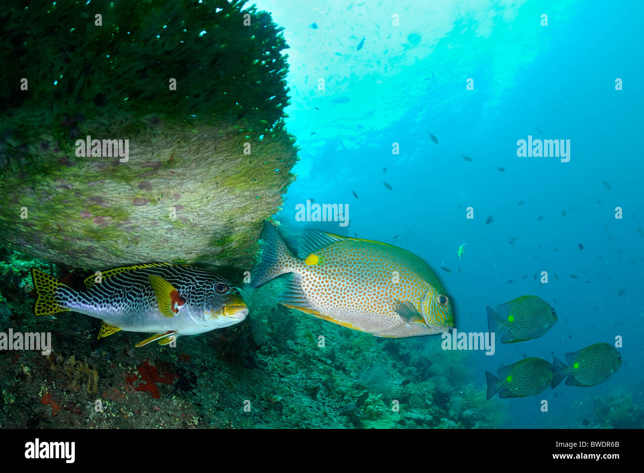 Diagonal Banded Sweetlips Plectorhinchus lineatus and Rabbit Fish Siganus guttatus, Tulamben, Bali, Indonesia, Asia Stock Photo