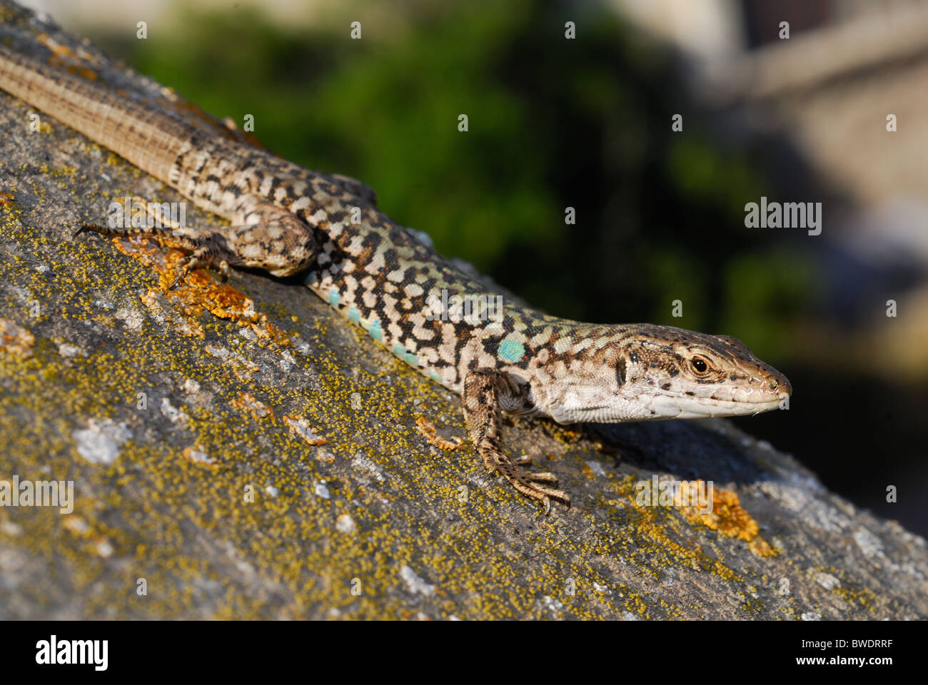 Italian Wall lizard - Podarcis siculus