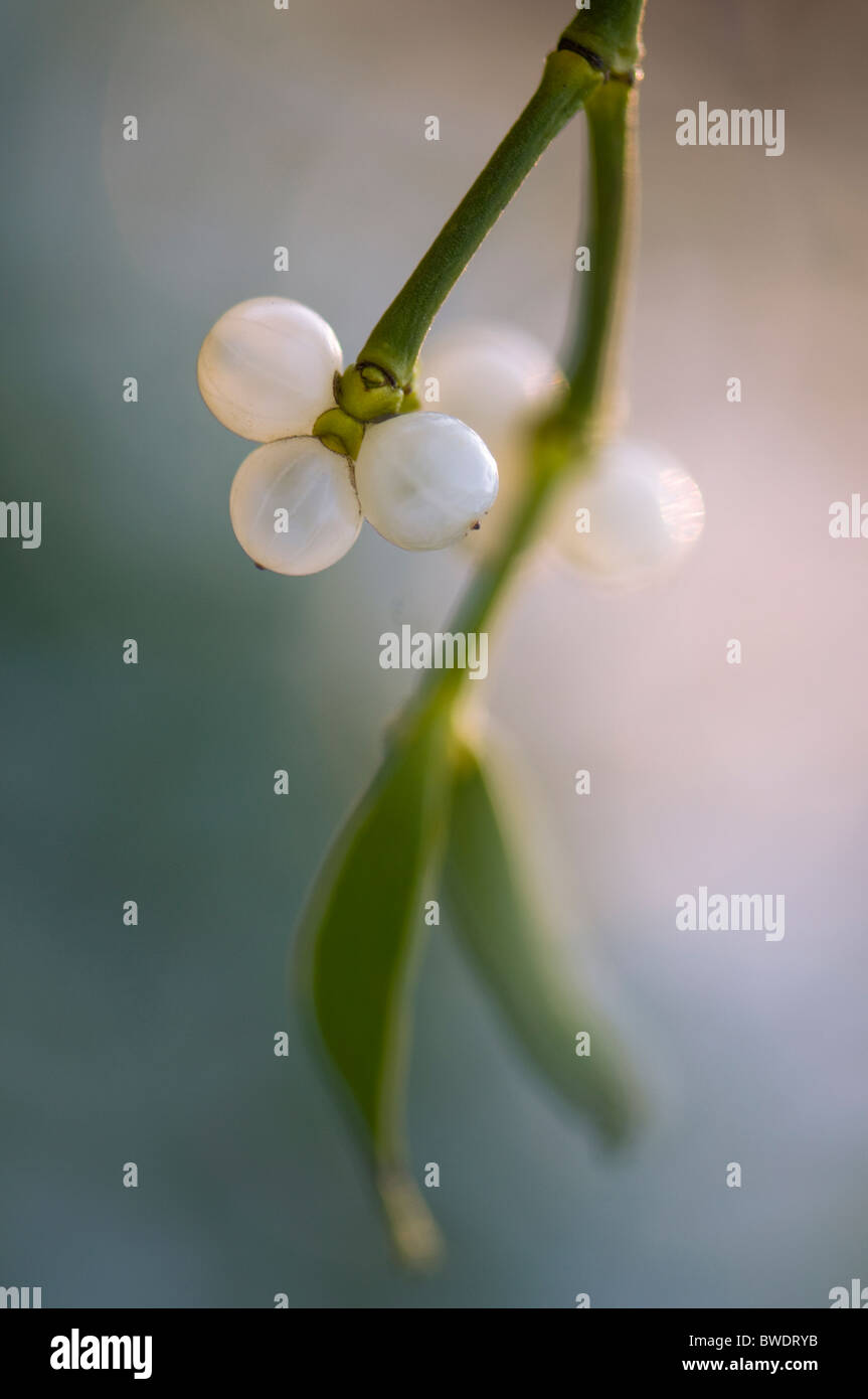 Mistletoe with winter  white berries - Viscum album Stock Photo