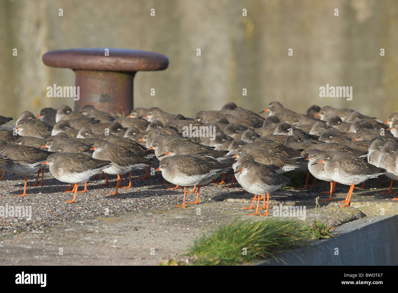 Redshank Tringa totanus flock roosting on harbour wall Nairn Inverness