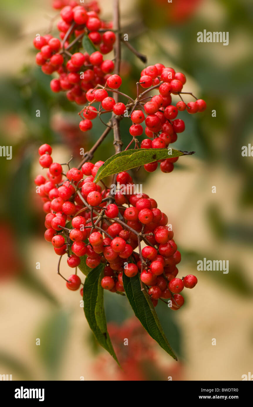 Vibrant red winter berries of Cotoneaster frigidus Stock Photo