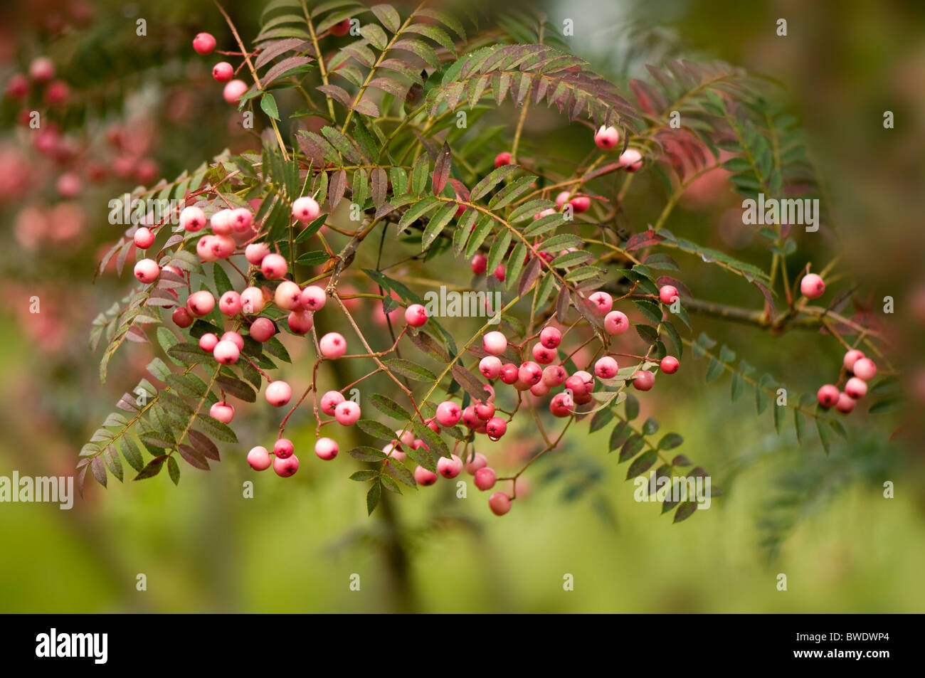 The pale pink berries of Sorbus Vilmorinii Stock Photo