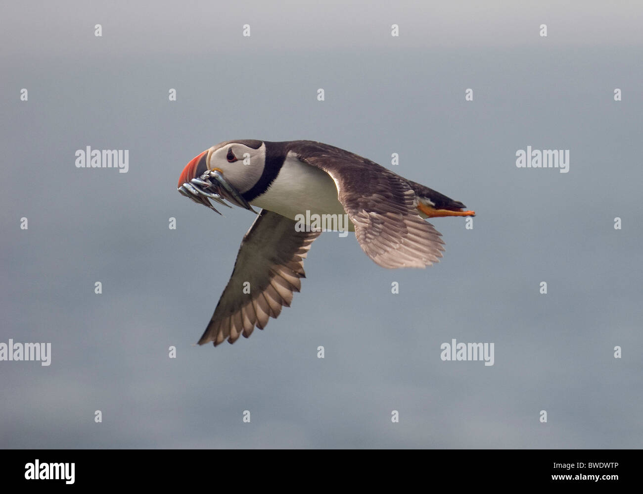 Puffin flying with sand eels in beak Farne Islands Northumberland Fratecula arctica in flight Stock Photo