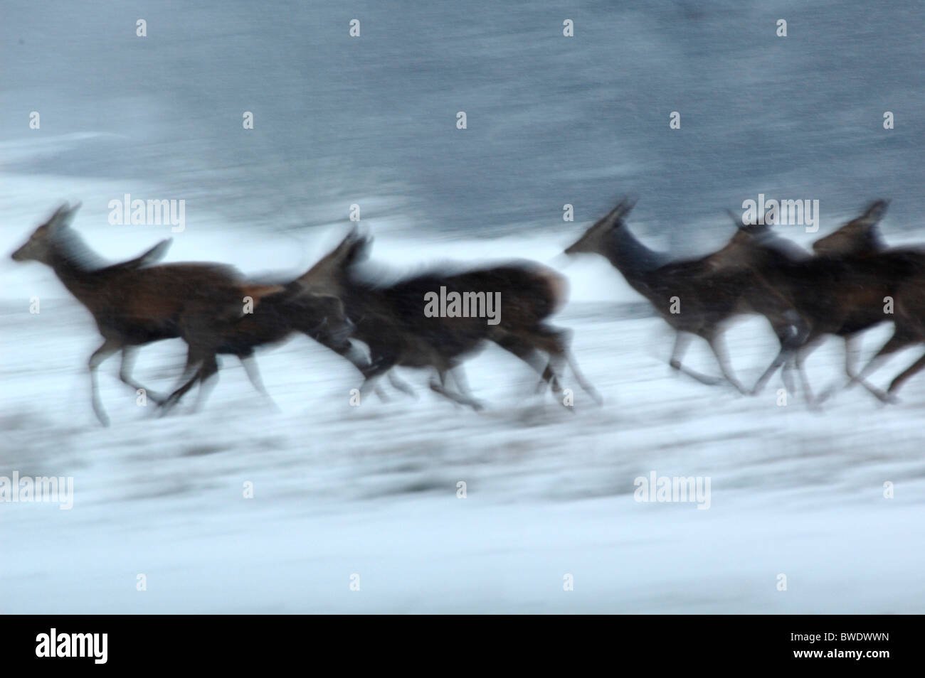 Red Deer running in snow storm Cervus Elaphus Richmond Park UK winter movement blurred Stock Photo