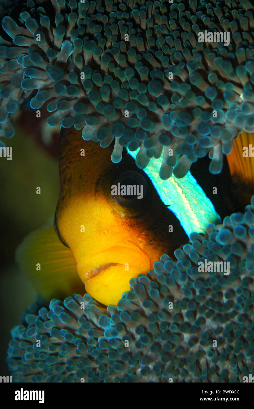 Clarkii Clownfish Amphiprion clarkii Coral reef Sipadan Sabah Stock Photo