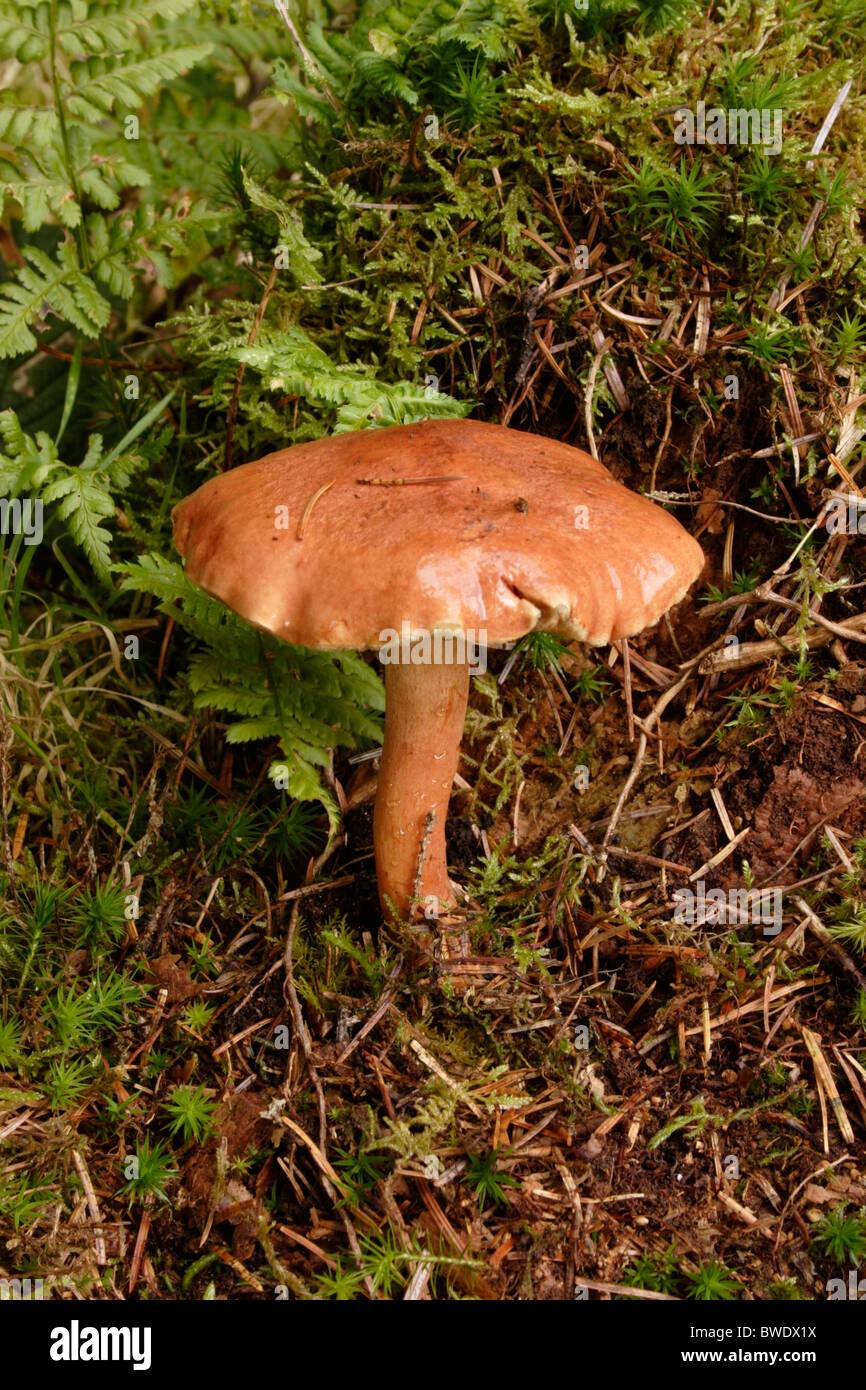 Bovine bolete fungus (Suillus bovinus) under conifers, UK. Stock Photo
