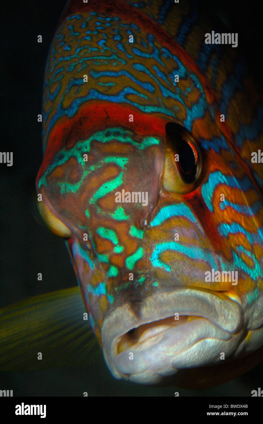 Majestic Snapper Symphorichthys spilurus portrait mouth eyes Abstract Captive Western Pacific Stock Photo