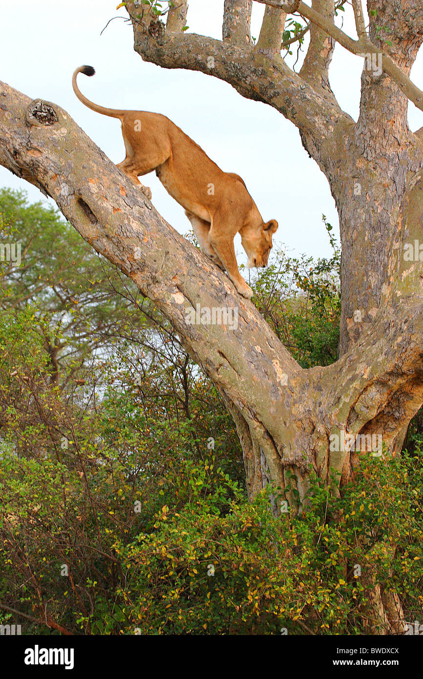 Tree Climbing Lion Panthera leo Ishasha Queen Elizabeth National Park ...
