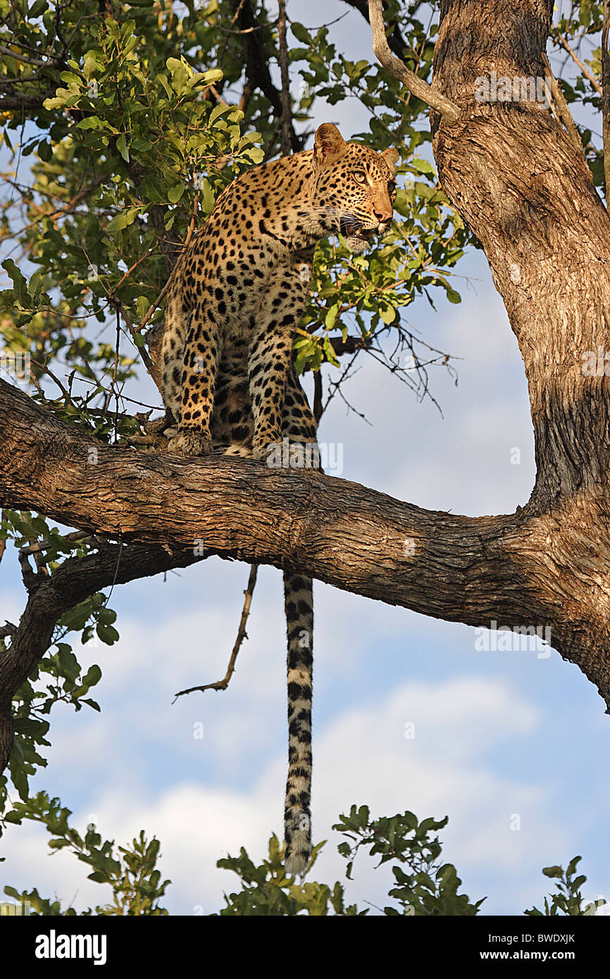 AFRICAN LEOPARD Panthera pardus Little Vumbura camp Okavango Delta Stock Photo