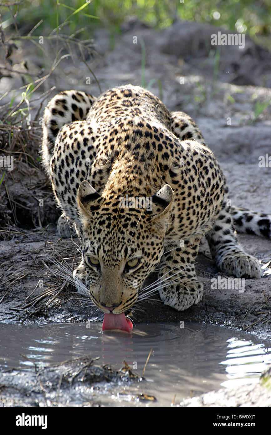 AFRICAN LEOPARD Panthera pardus Drinking from a rather dirty waterhole Near Chief's camp Okavango Delta Stock Photo