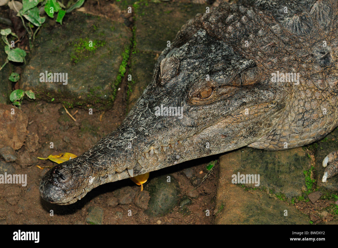 False gavial Tomistoma schlegelii, Bali Reptiles Park, Indonesia, Asia Stock Photo