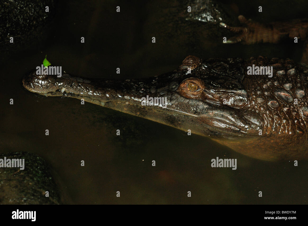 False gavial Tomistoma schlegelii, Bali Reptiles Park, Indonesia, Asia Stock Photo