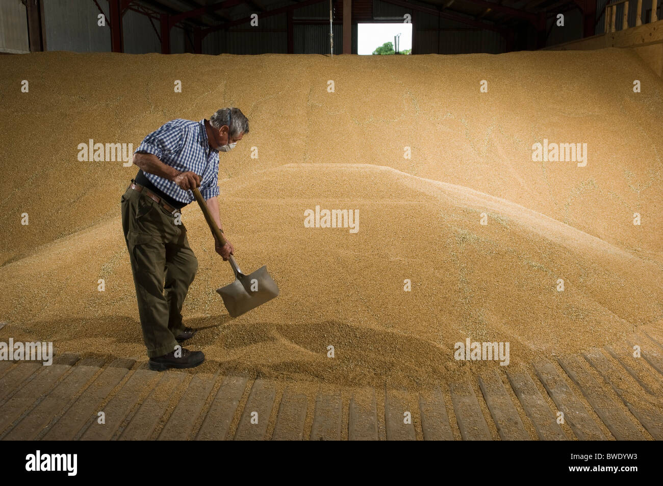 Farmer shoveling wheat in grain store Stock Photo Alamy