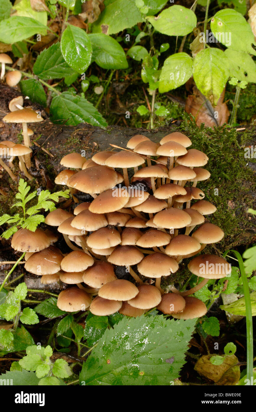 Common stump brittlestem fungi (Psathyrella piluliformis, formerly P. hydrophila), UK. Stock Photo
